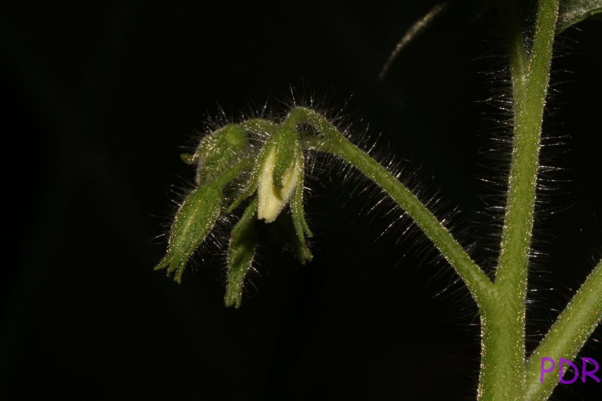 Solanum lycopersicum L.